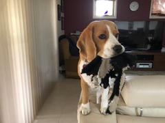 Scratch Lamb 8kg Review