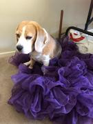 Scratch Lamb 8kg Review