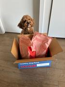 Scratch Grain-Free Mixed Box 8kg Review