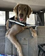 Scratch Grain-Free Mixed Box 8kg Review