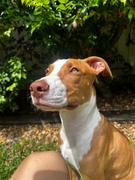 Scratch Grain-Free Mixed Box 8kg Review