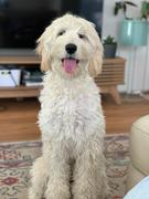 Scratch Grain-Free Mixed Box 8kg Review