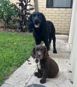 Scratch Grain-Free Mixed Box 8kg Review