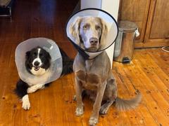 Scratch Grain-Free Mixed Box 8kg Review