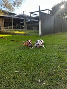 Scratch Grain-Free Mixed Box 8kg Review