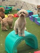 Scratch Grain-Free Mixed Box 8kg Review