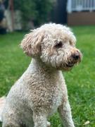 Scratch Grain-Free Mixed Box 8kg Review