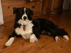 Scratch Grain-Free Mixed Box 8kg Review