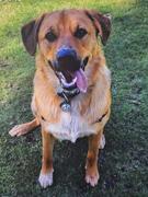 Scratch Kangaroo 8kg Review