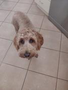 Scratch Kangaroo 8kg Review