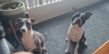 Scratch Kangaroo 8kg Review