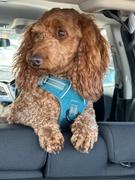 Scratch Kangaroo 8kg Review