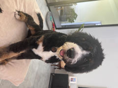 Scratch Turkey  Review