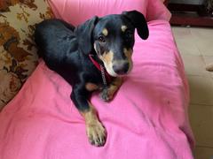 Scratch Turkey  Review