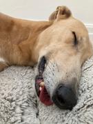 Scratch Turkey  Review