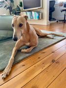 Scratch Turkey  Review