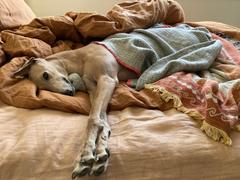 Scratch Turkey  Review