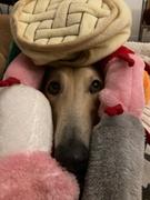 Scratch Turkey  Review