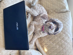 Scratch Turkey  Review