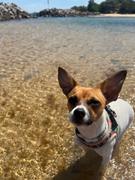 Scratch Turkey  Review