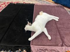 Modefa Solid Simple Velet Islamic Prayer Rug - Lilac Review