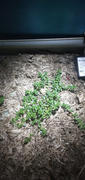 Mudbrick Herb Cottage Brahmi Review