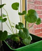 Mudbrick Herb Cottage Gotu Kola Review