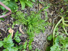 Mudbrick Herb Cottage Chamomile German Review