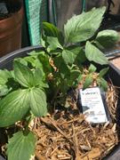 Mudbrick Herb Cottage Valerian Review