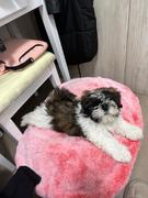 Ambient Lounge Chile Cama Pequeña de Lujo para Perro (Original) Review