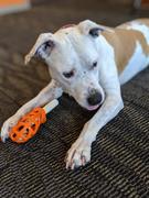 NHV Natural Pet First Aid Spray for dogs Review