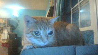NHV Natural Pet Hearty-Heart for cats Review