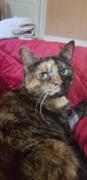 NHV Natural Pet Hearty-Heart for cats Review