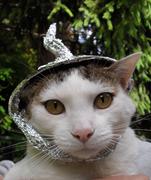 NHV Natural Pet Hearty-Heart for cats Review