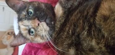NHV Natural Pet Hearty-Heart for cats Review