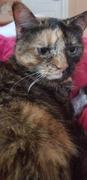 NHV Natural Pet Hearty-Heart for cats Review