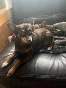 NHV Natural Pet Hearty-Heart for Dogs Review
