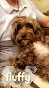 NHV Natural Pet Hearty-Heart for Dogs Review