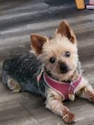 NHV Natural Pet Multi Essentials for dogs Review