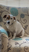 NHV Natural Pet Lymphoma Gold Support Review