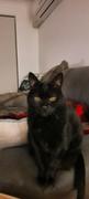 NHV Natural Pet Maris for cats Review