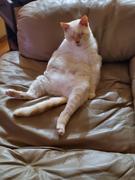 NHV Natural Pet Maris for cats Review