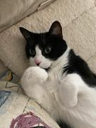NHV Natural Pet Maris for cats Review