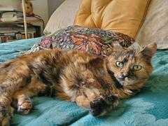 NHV Natural Pet Mellit for cats Review