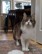 NHV Natural Pet Mellit for cats Review