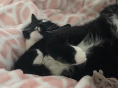 NHV Natural Pet Mellit for cats Review
