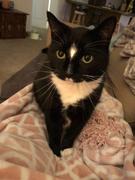 NHV Natural Pet Mellit for cats Review