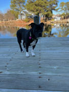 NHV Natural Pet Petomega 3 for dogs Review