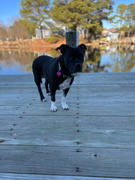 NHV Natural Pet Petomega 3 for dogs Review