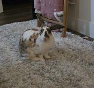 NHV Natural Pet ES Clear™ for Rabbits Review